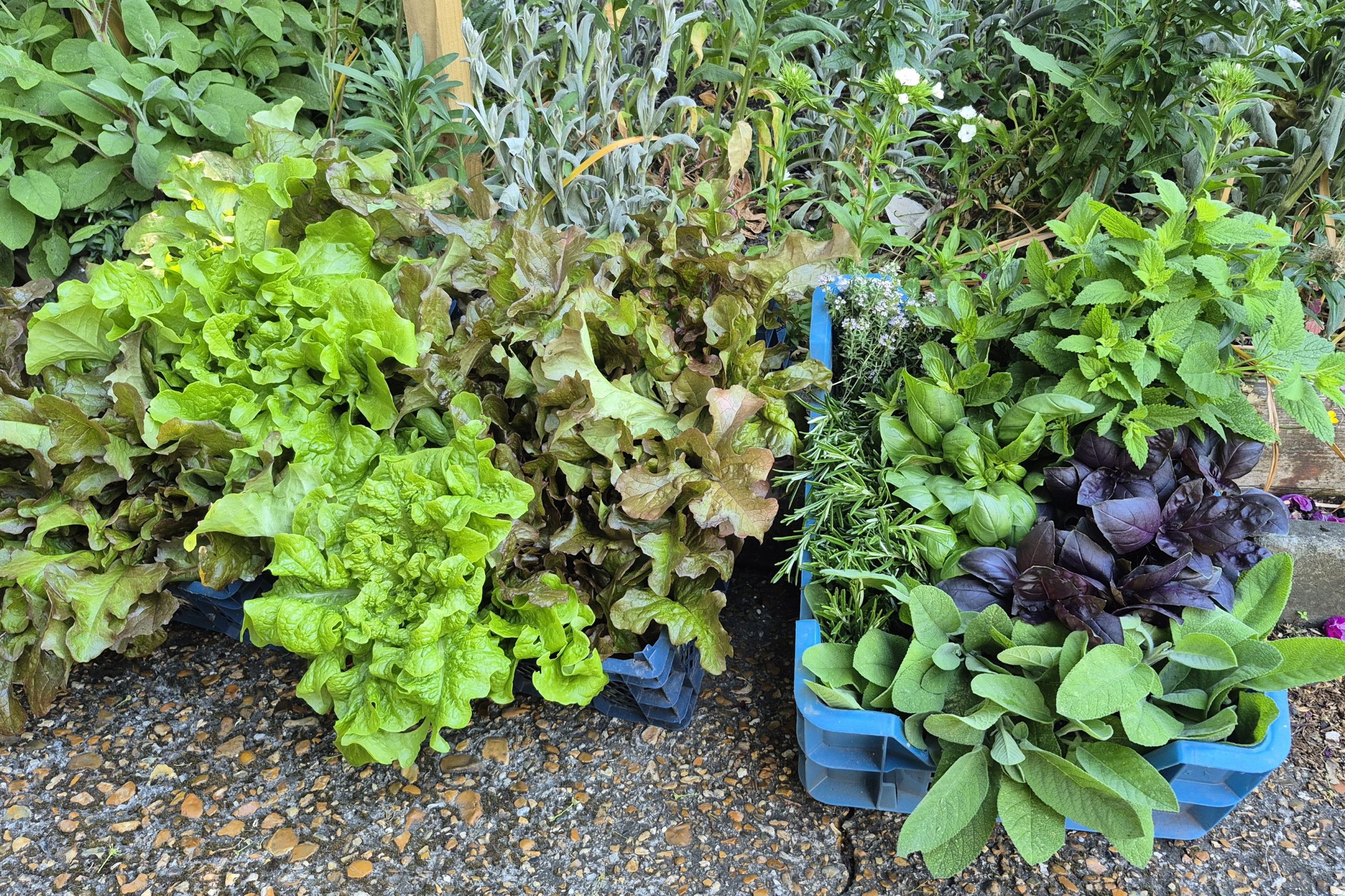 lettuce for the naffi