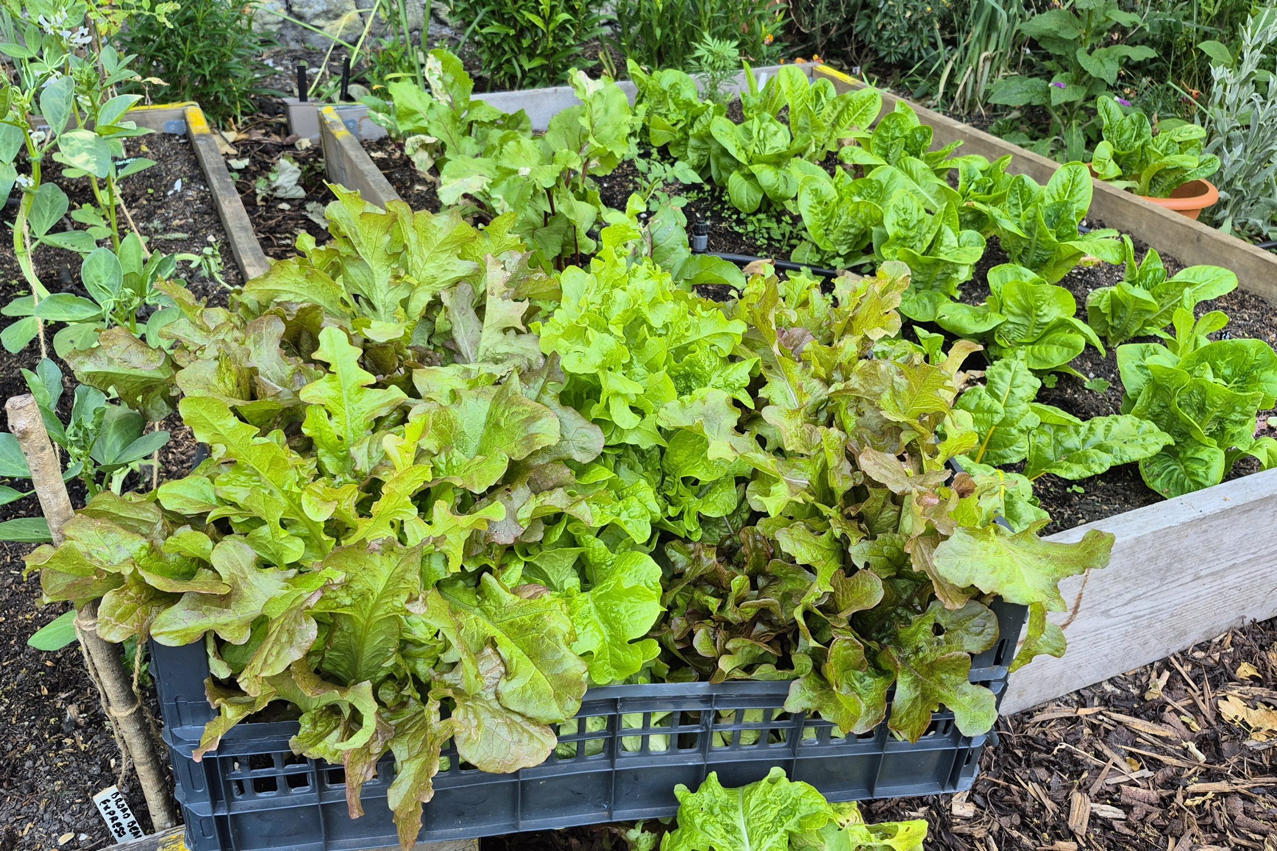 lettuce for the naffi