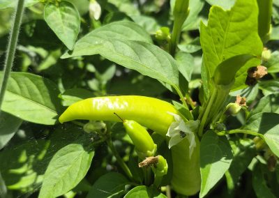 Chilli