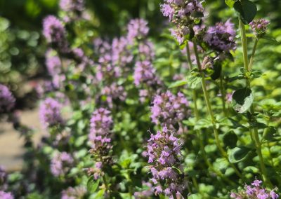 Thyme