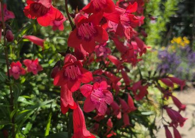 Penstemon
