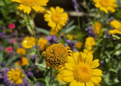 Corn Marigold