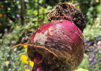 Beetroot
