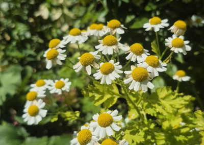 Feverfew