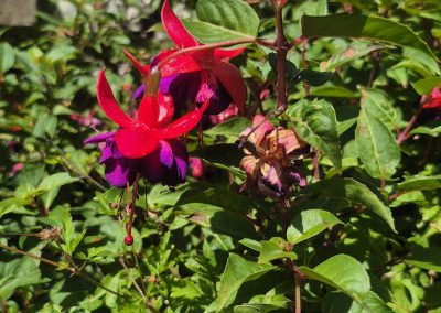 Fuchsia