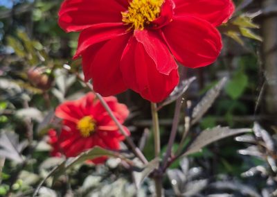 Dalia