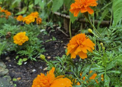 French Marigold
