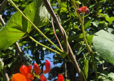 Runner Bean