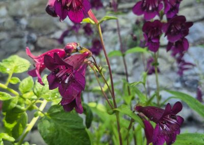 Penstemon