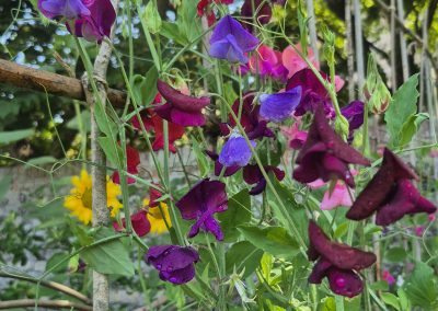 Sweet Peas