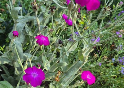 Rose Campion