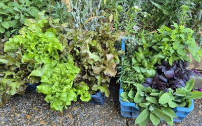Lettuce for the NAFFI