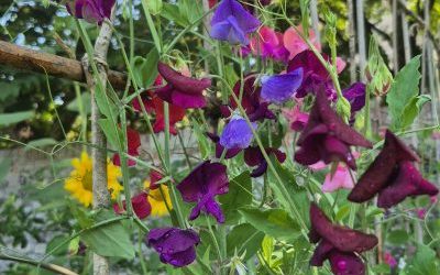 Dover in Bloom